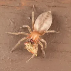 White sac spider thumbnail 4