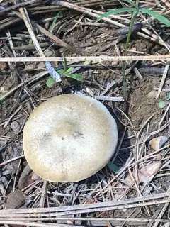 Melanoleuca angelesiana thumbnail 4