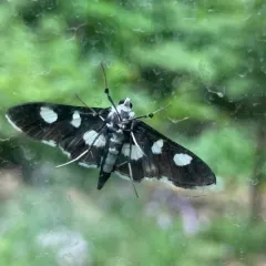 Grape Leafroller Moth thumbnail 4
