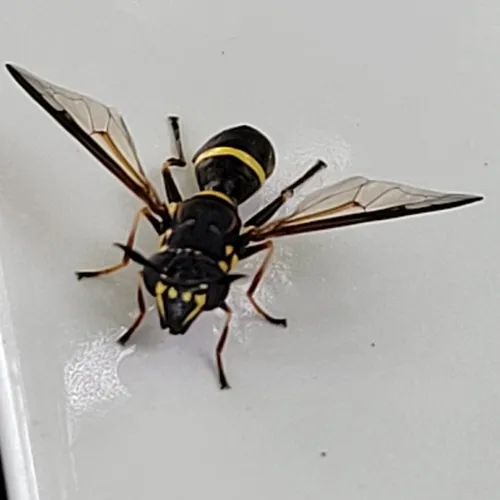 Williston's Wasp Fly