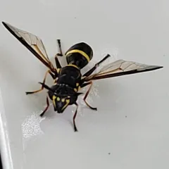 Williston's Wasp Fly thumbnail 1