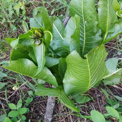 northern mule's ears