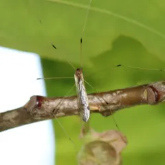 Helius flavipes thumbnail 1