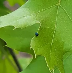 Thief Weevil thumbnail 4