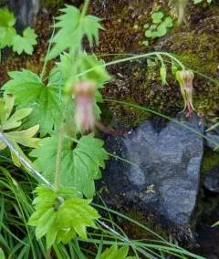 Oregon Bolandra thumbnail 3