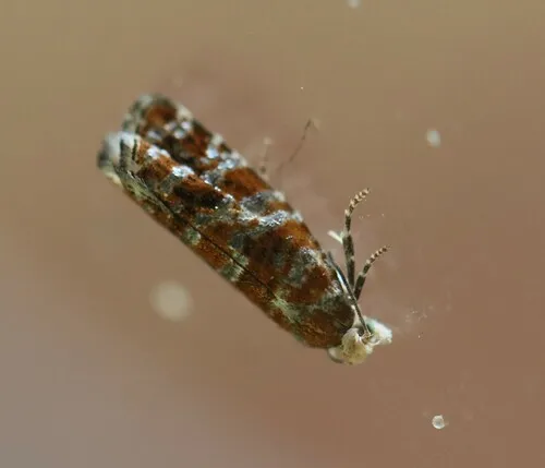 European Pine Shoot Moth