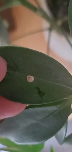 Pyriform Scale