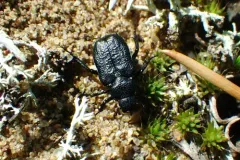Cremastocheilus castaneae thumbnail 2