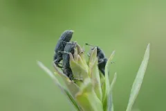 Toadflax stem weevil thumbnail 2