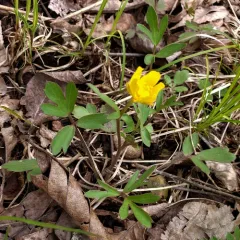 Early Buttercup thumbnail 2