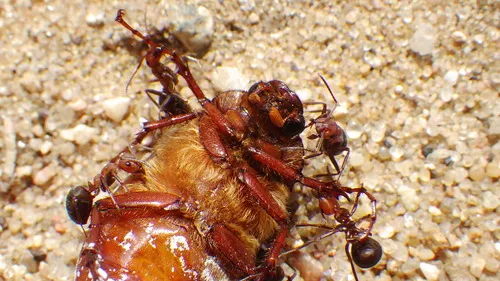Hill Mound Ant