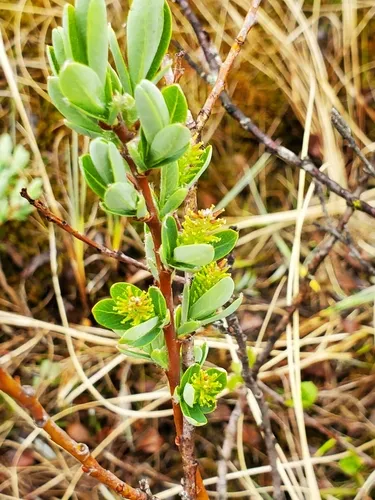 Athabasca Willow