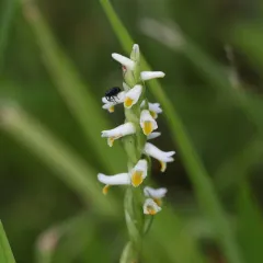 Shining Ladies' Tresses thumbnail 3