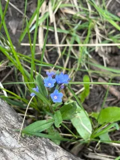 Shortstyle Bluebells thumbnail 2