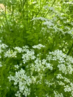 Garden Chervil thumbnail 4