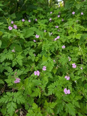 Herb Robert thumbnail 2