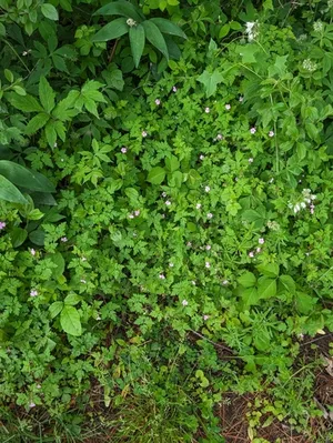 Herb Robert