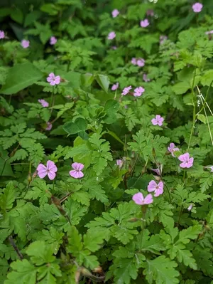 Herb Robert