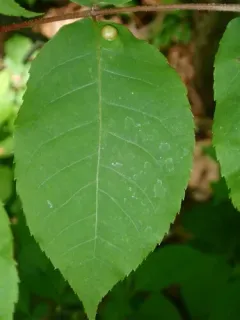 Phylloxera conica thumbnail 4