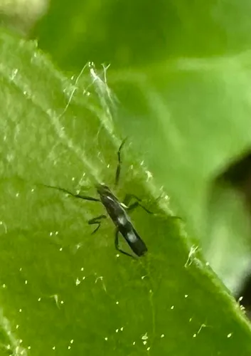 Chasmatonotus bimaculatus