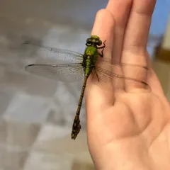 Rusty Snaketail thumbnail 4
