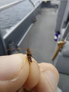 Yellow-horned Hood Caddisfly thumbnail 3