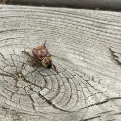 Three-lined Hoplia thumbnail 3