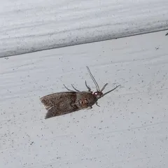 Locust Leafroller Moth thumbnail 4