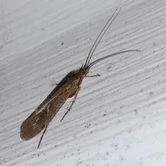 Limnephilus submonilifer thumbnail 4