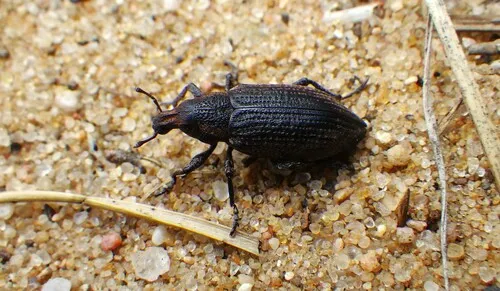 Stephanocleonus immaculatus