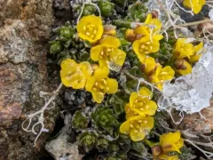 Denseleaf Draba thumbnail 4