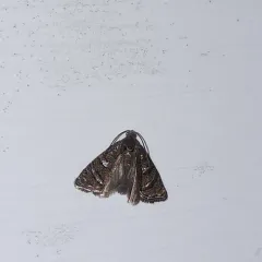 Eastern Pine Seedworm Moth thumbnail 4