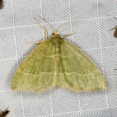 Pistachio Emerald thumbnail 4