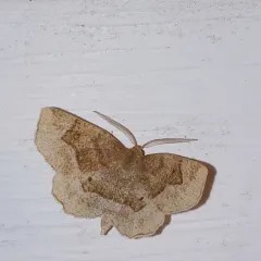 Common Metarranthis Moth thumbnail 4