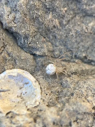 Western Pirate Spider