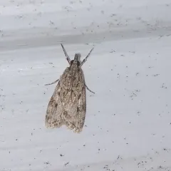 Many-spotted Scoparia Moth thumbnail 3