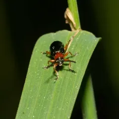 Cereal Leaf Beetle thumbnail 4