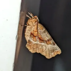 Kent's Geometer Moth thumbnail 3