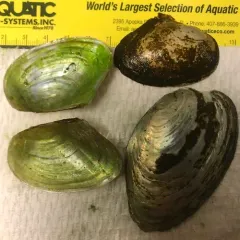 Winged Floater thumbnail 2