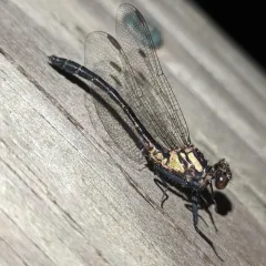 Northern Pygmy Clubtail thumbnail 3