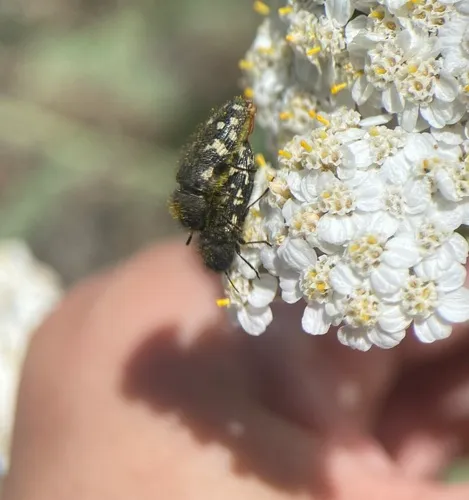 Acmaeodera idahoensis