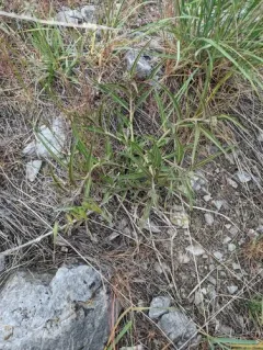 Antelopehorn Milkweed thumbnail 3
