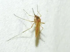 Aedes flavescens thumbnail 2