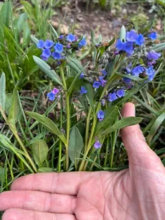 Shortstyle Bluebells thumbnail 3
