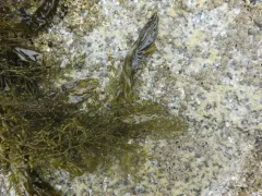 Coilodesme californica thumbnail 3