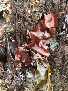 Schizymenia pacifica thumbnail 2