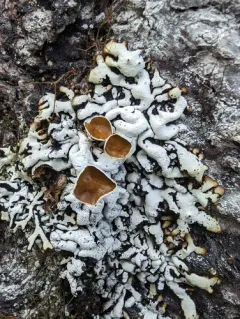 Budding Tube Lichen thumbnail 2