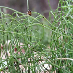 dwarf horsetail thumbnail 3