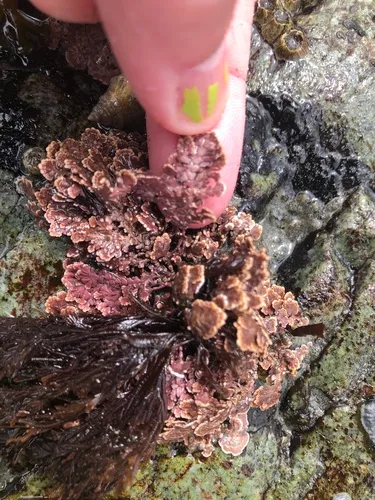 Bossiella frondifera