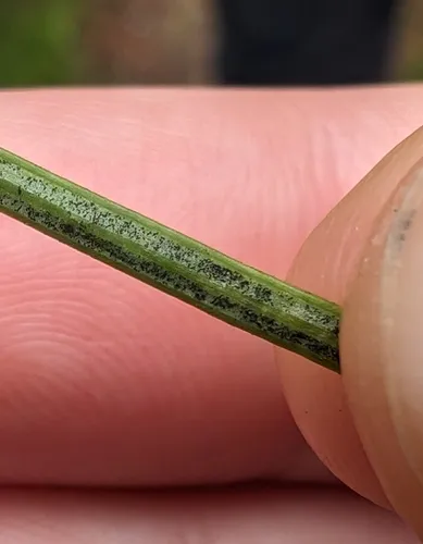 Swiss needle cast